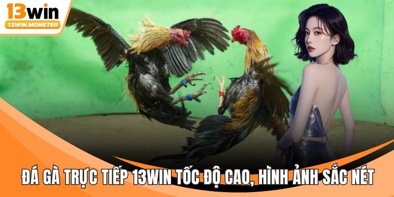 Đá Gà Trực Tiếp 13WIN Tốc Độ Cao, Hình Ảnh Sắc Nét Từng Giây