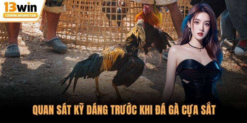 Quan sát kỹ dáng trước khi đá gà cựa sắt