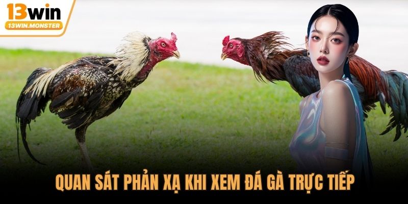 Quan sát phản xạ khi xem đá gà trực tiếp